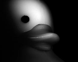 DuckieintheDark